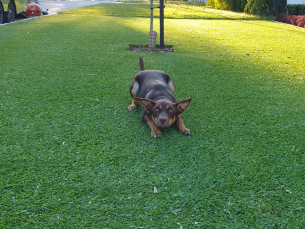 lawn mowing dalkeith